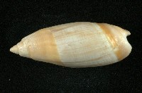 藏品(榧螺)的圖片